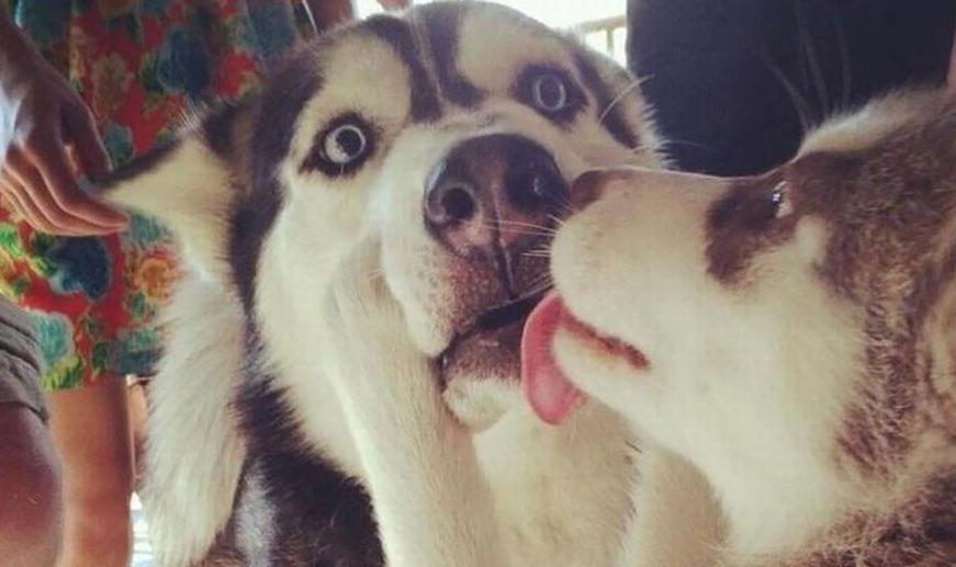 15 Memes That Perfectly Describe A First Kiss | TheTalko